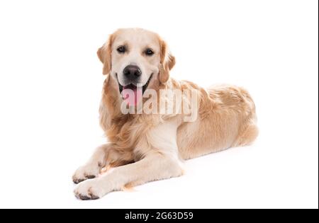 Golden Retriever Hund liegt, isoliert auf weißem Hintergrund Stockfoto
