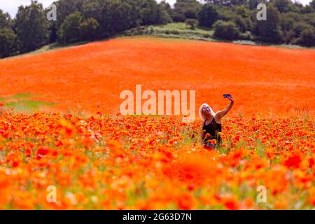 Bewdley, Worcestershire, Großbritannien. Juli 2021. Eine Frau nimmt an einem warmen und sonnigen Tag Selfies in einem herrlichen Mohnmeer auf einem Feld in der Nähe von Bewdley, Worcestershire, auf. Peter Lopeman/Alamy Live News Stockfoto