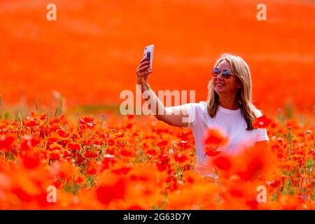 Bewdley, Worcestershire, Großbritannien. Juli 2021. Eine Frau nimmt an einem warmen und sonnigen Tag Selfies in einem herrlichen Mohnmeer auf einem Feld in der Nähe von Bewdley, Worcestershire, auf. Peter Lopeman/Alamy Live News Stockfoto