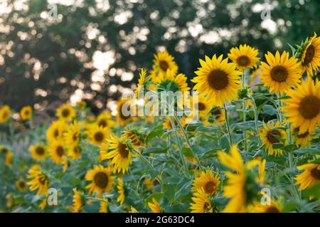 Biologische gelbe Sonnenblumen in voller Blüte Stockfoto