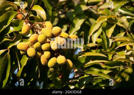 Litschi-Frucht auf dem Baum bereit zum Pflücken Stockfoto