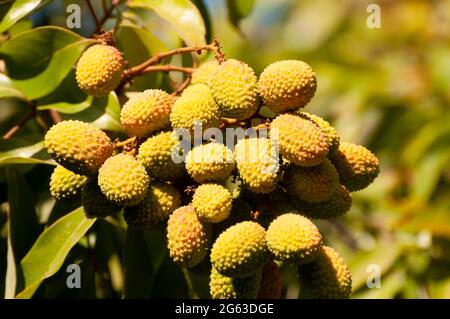 Litschi-Frucht auf dem Baum bereit zum Pflücken Stockfoto