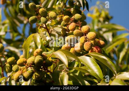 Litschi-Frucht auf dem Baum bereit zum Pflücken Stockfoto