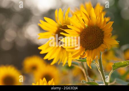 Biologische gelbe Sonnenblumen in voller Blüte Stockfoto