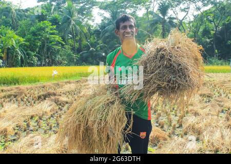 Bangladeschischer Bauer lächelt für Schnitt und sammelt nach der Ernte Reisig. Stockfoto