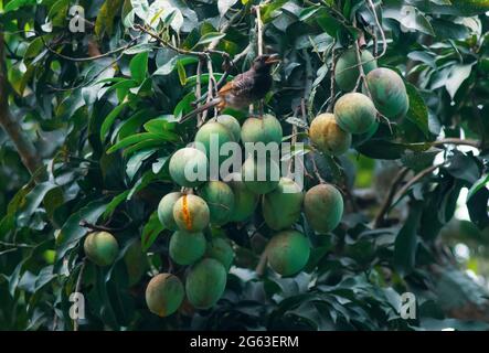 Der Bulbul-Vogel, der reife Mango am Baum isst. Reife Mangos auf Baum. Stockfoto