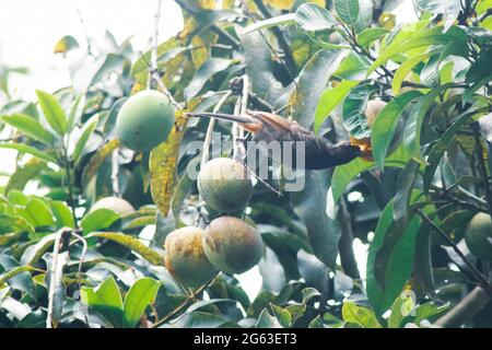 Der bulbul Vogel-essende reife Mango auf dem Baum. Reife Mangos auf dem Baum. Stockfoto