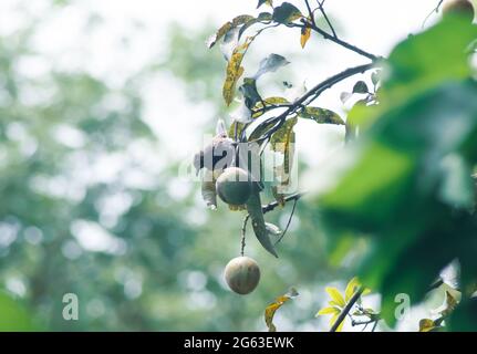 Der Bulbul-Vogel, der reife Mango am Baum isst. Reife Mangos auf Baum. Stockfoto