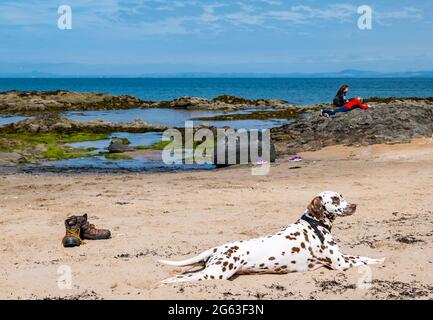 Yellowcraig Beach, East Lothian, Schottland, Großbritannien, 2. Juli 2021. Skizzierworkshop: Eine kleine Gruppe genießt einen entspannten Skizzierworkshop am Strand mit Fidra Leuchtturm und Insel im Hintergrund. Im Bild: Ein dalmatinischer Hund liegt während des Skizzierens am Strand Stockfoto