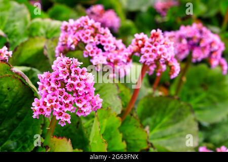 Rosa Blüten von Bergenia cordifolia, Herzblatt Bergenia, wächst im Garten im Frühjahr. Bergenia ist eine immergrüne Staudenpflanze. Stockfoto