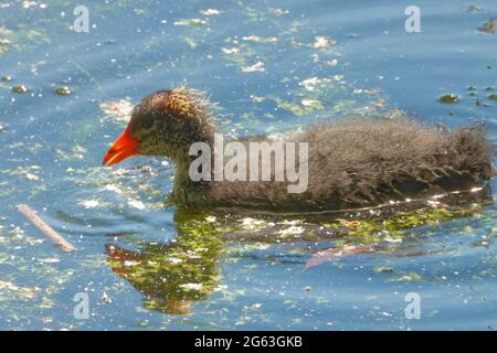 Ein juveniler eurasischer Ruß (Fulica atra), der Mitte Juni in einem Süßwasserteich schwimmend ist. Stockfoto