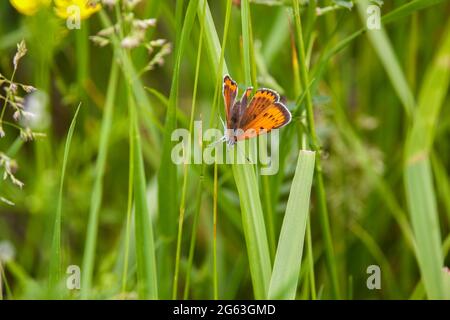 Schönes Bild mit Schmetterling auf einem Grashalm Stockfoto