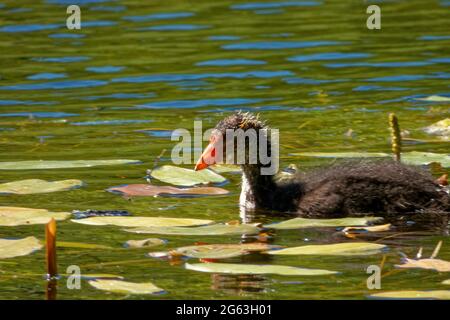 Ein juveniler eurasischer Ruß (Fulica atra), der Mitte Juni in einem Süßwasserteich schwimmend ist. Stockfoto