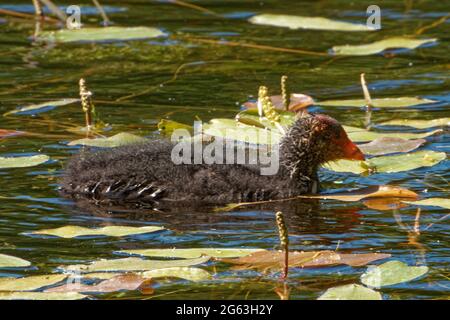 Ein juveniler eurasischer Ruß (Fulica atra), der Mitte Juni in einem Süßwasserteich schwimmend ist. Stockfoto