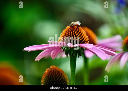 Echinacea Blume in einem Garten Stockfoto