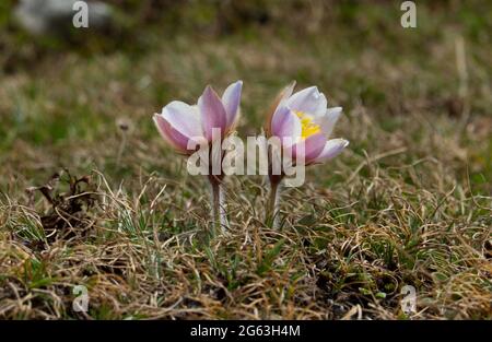 Zwei Frühlingsblumen blühen im frühen Frühjahr auf einer alpinen Wiese Stockfoto