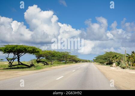 Leere Straße in der Nähe der Küste von Aruba, mit einigen der endemischen Divi-Bäume neben der Straße. Stockfoto