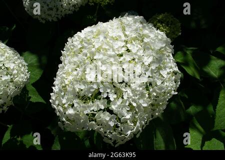 Nahaufnahme einer prächtigen weißen Hortensienpflanze, Symbol der Liebe, mit ihren charakteristischen Blüten. Stockfoto