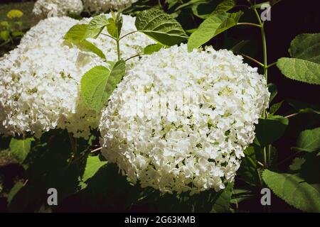 Nahaufnahme einer prächtigen weißen Hortensienpflanze, Symbol der Liebe, mit ihren charakteristischen Blüten. Stockfoto