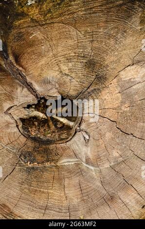 Nahaufnahme des Querschnitts eines alten Baumstamms im Wald, Holzstruktur und Muster von gefällten Bäumen, natürlicher Hintergrund oder Tapete Stockfoto