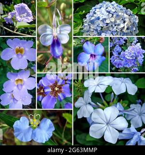 Set von blauen Blumen Stockfoto