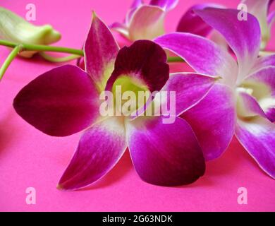 Rosa und weißen Orchideen Stockfoto