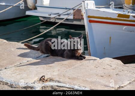 Schwarze Katze sitzt auf dem Hafendock, wartet auf Nahrung, traditionelle Fischerboote vor Anker auf Paros Insel Naousa Hafen. Sommertag in Griechenland, Cy Stockfoto