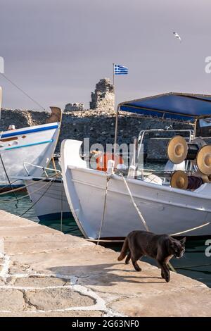 Katze auf dem Hafendock, auf der Suche nach Nahrung, typische hölzerne Fischerboote, die am Hafen von Paros Island Naousa festgemacht sind. Schwarze Farbe Katze zu Fuß unter der Sonne, s Stockfoto