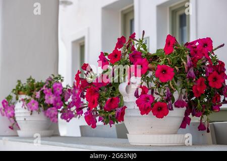 Petunia Blumen in weißen Töpfen, weiß getünchte Hausfassade Hintergrund. Blühende Pflanze, magentafarbene Blüten auf einem Balkon, traditionelle Hausdekoration Stockfoto