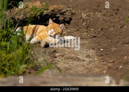 Ingwerkatze ruht im Sommer in einem grünen Blumenbeet, heimische Ingwerkatze Stockfoto
