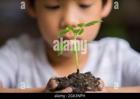 Selektiver Fokus der Hände Asian Kind Junge hält eine kleine grüne Pflanze mit Erde. Wachsender Baum. Frühjahrssaison. Schonen Sie die Umgebung. Tag der Erde Stockfoto