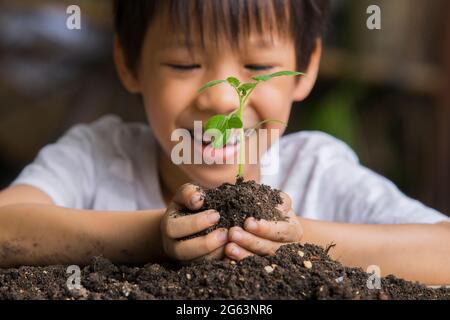 Selektiver Fokus der Hände Asian Kind Junge hält eine kleine grüne Pflanze mit Erde. Wachsender Baum. Frühjahrssaison. Schonen Sie die Umgebung. Tag der Erde Stockfoto