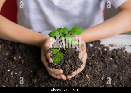 Selektiver Fokus der Hände Asian Kind Junge hält eine kleine grüne Pflanze mit Erde. Wachsender Baum. Frühjahrssaison. Schonen Sie die Umgebung. Tag der Erde Stockfoto