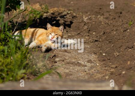 Ingwerkatze ruht im Sommer in einem grünen Blumenbeet, heimische Ingwerkatze Stockfoto