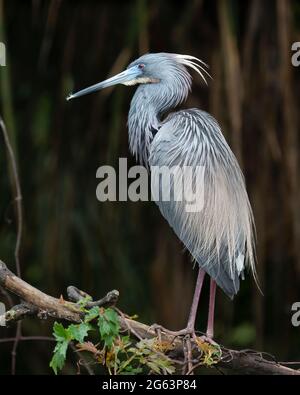 Dreifarbiger Reiher in der Lage Stockfoto