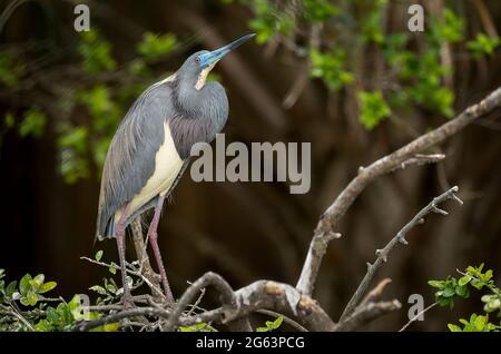 Dreifarbige Reiheranzeige Stockfoto