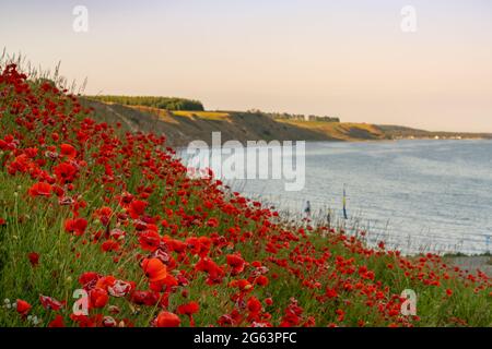 Blick auf die wunderschöne Ozeanküste mit schrägen, grasbewachsenen Hügeln und endlosen Mohn-Feldern im Vordergrund Stockfoto