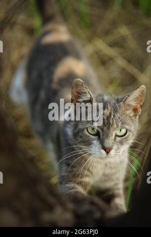Das Gesicht einer Katze beim Schärfen ihrer Krallen auf einem Baumstamm im Garten. Stockfoto