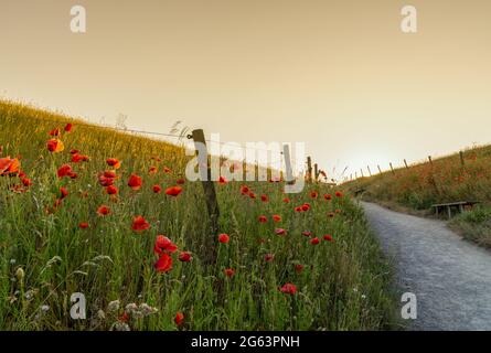 Ein Wanderweg führt durch grasbewachsene Hügel mit grünen Wiesen und vielen roten Mohnblumen auf jeder Seite bei warmem Abendlicht Stockfoto