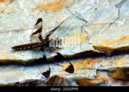 Eine weibliche Weißschwanz-Libelle (Plathemis lydia), die auf einem grünen und braunen Felsen ruht. Stockfoto