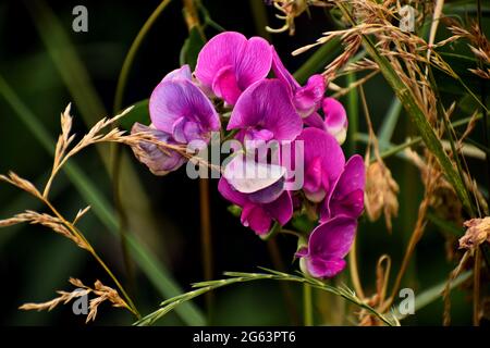 Rosa violette, süße Erbsenblüten (Lathyrus odoratus), gemischt mit grünen und braunen Gräsern. Stockfoto