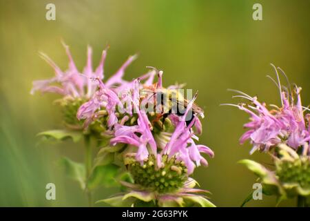 Bumblebee (Bombus sp) bestäubt Blüten einer Balsampflanze (Monarda sp) mit einem verschwommenen grünen und braunen Hintergrund. Stockfoto