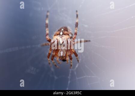 Die europäische Gartenspinne (Araneus diadematus) wartet auf ihr Mittagessen Stockfoto