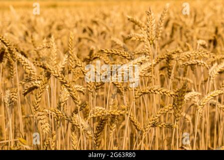 Goldenes Weizenfeld mit reifen Ohren, Nahaufnahme vor unscharfem Hintergrund Stockfoto