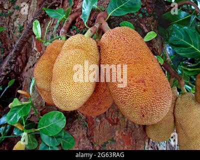 Jackfruits auf Baum (Artocarpus heterophyllus) Stockfoto