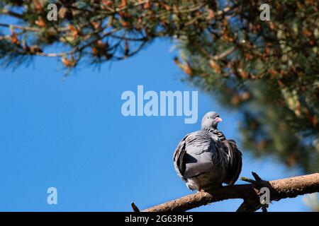 Die Taube (Columba Parumbus) sitzt auf einer Zweigstelle in Poole Dorset Stockfoto