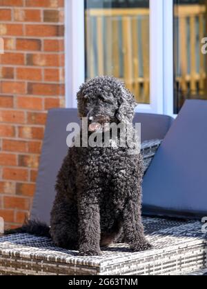 Schöner schwarzer Labradoodle-Hund mit lockigen Haaren, der auf Terrassenmöbeln sitzt Stockfoto