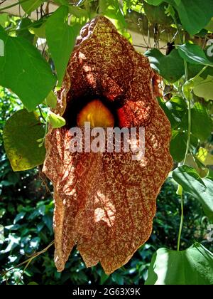 Brasilianische Holländerpfeife oder riesige Pelikanblume (Aristolochia gigantea) Stockfoto