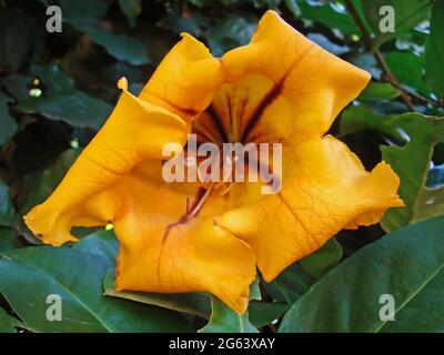 Goldene Kelchweinrebe oder Becher Gold (Solandra maxima) Stockfoto