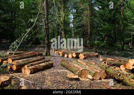 Waldmanagement im New Forest Hampshire Entfernen von Bäumen für die Holzproduktion und Wiederherstellung der natürlichen Lebensräume und Gesundheit des Waldes. Stockfoto